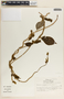 Macroscepis diademata image