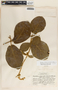 Macroscepis diademata image