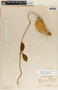 Macroscepis diademata image