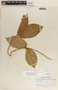 Macroscepis diademata image