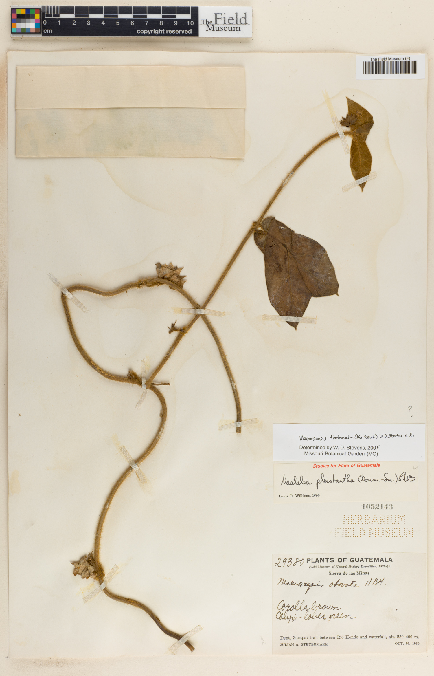 Macroscepis diademata image