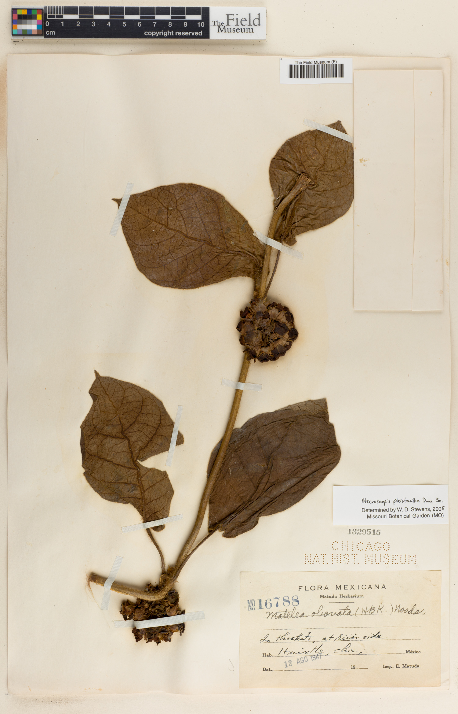 Macroscepis pleistantha image