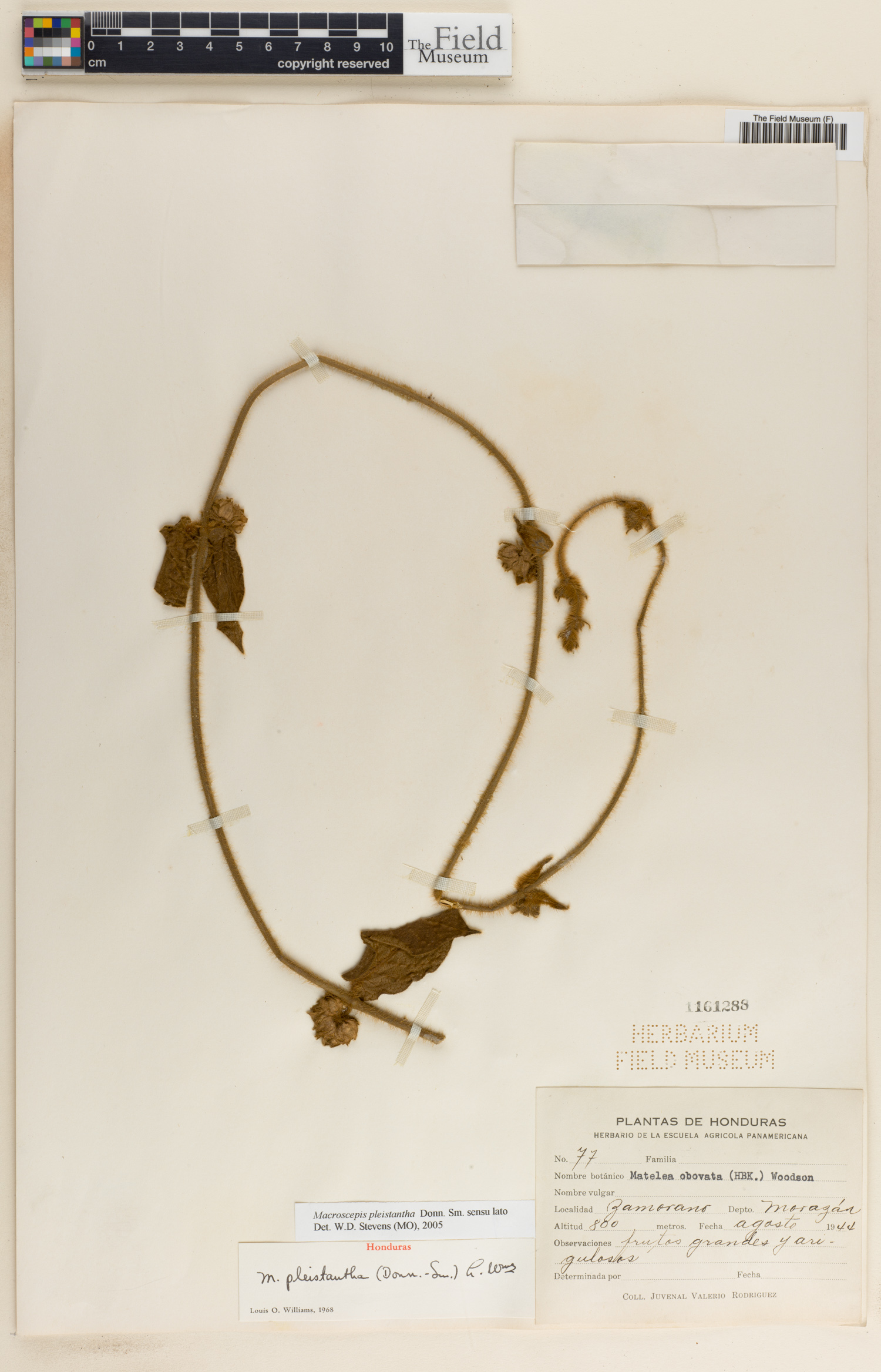 Macroscepis pleistantha image