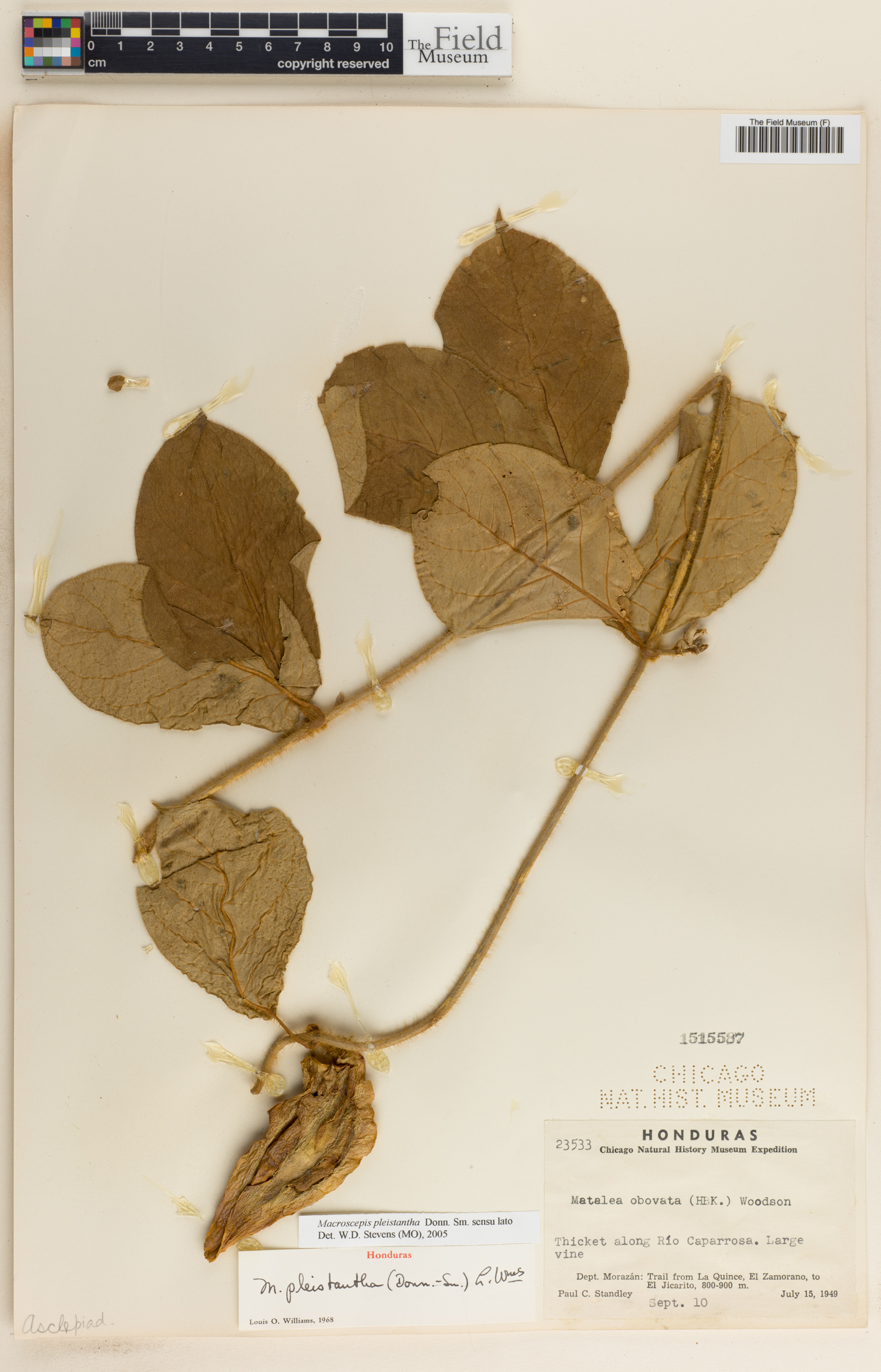 Macroscepis pleistantha image