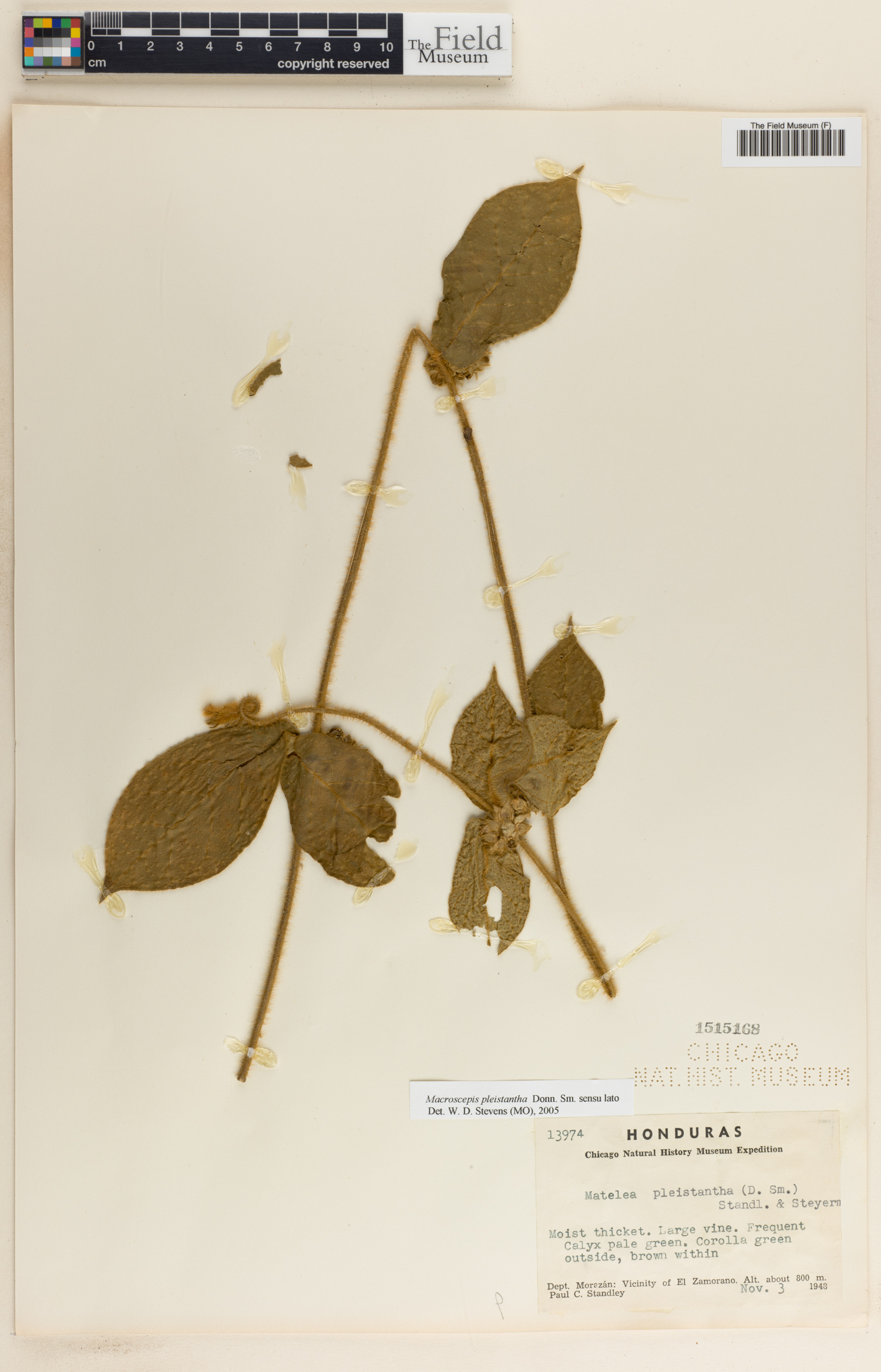 Macroscepis pleistantha image