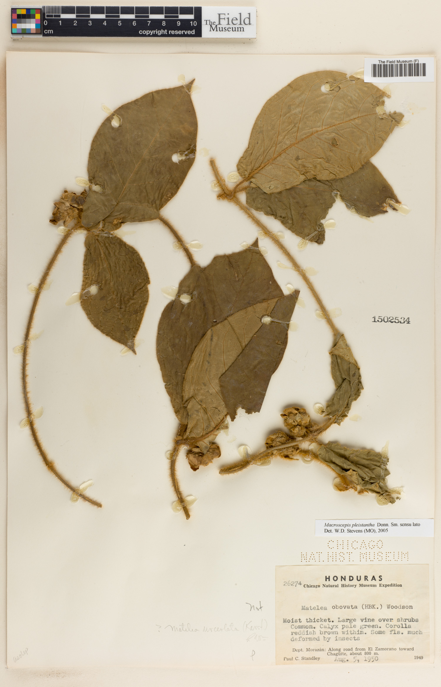 Macroscepis pleistantha image