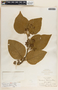Ruehssia bourgaeana image