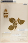 Ruehssia bourgaeana image