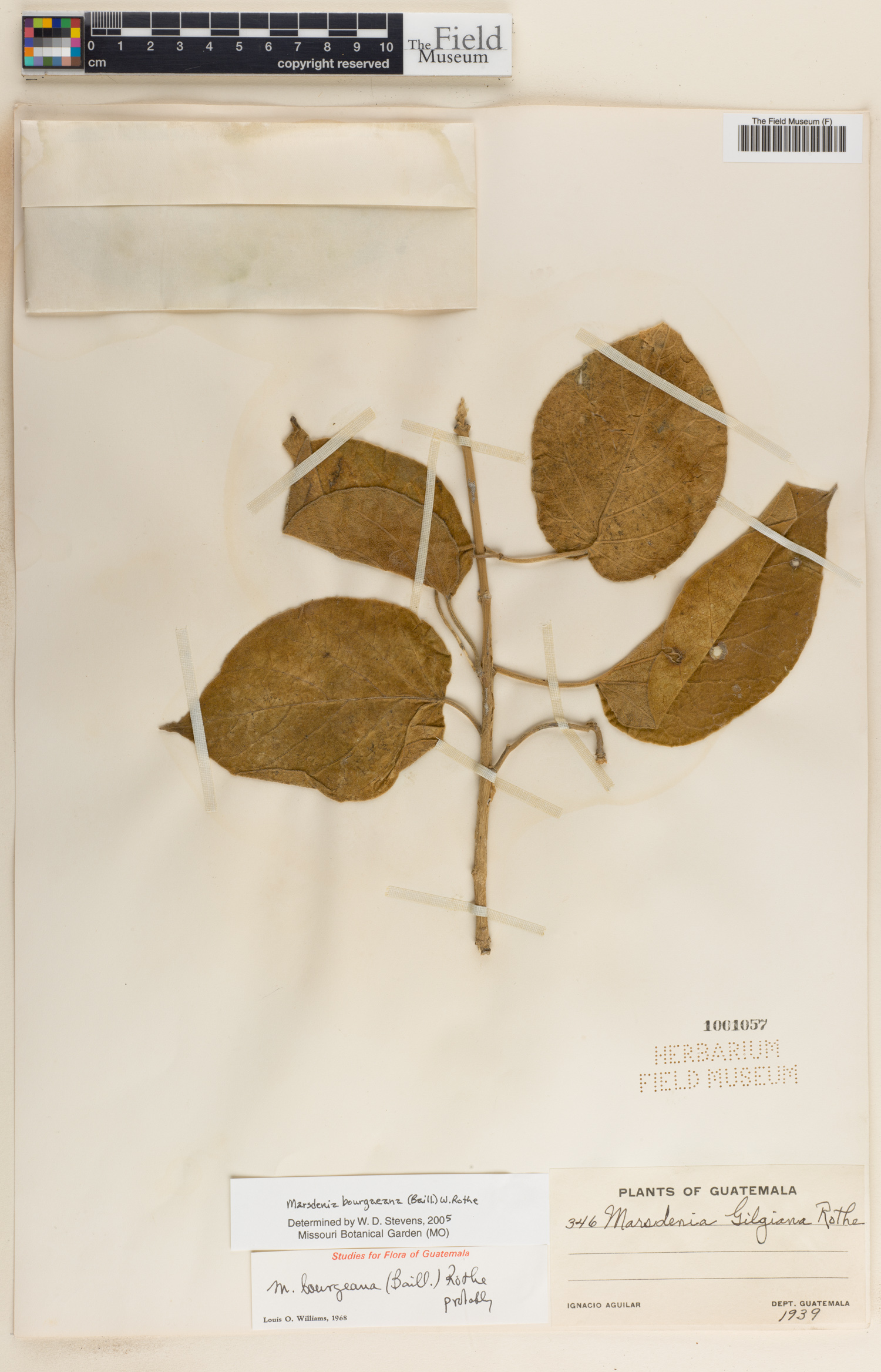 Ruehssia bourgaeana image
