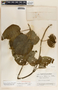 Ruehssia bourgaeana image