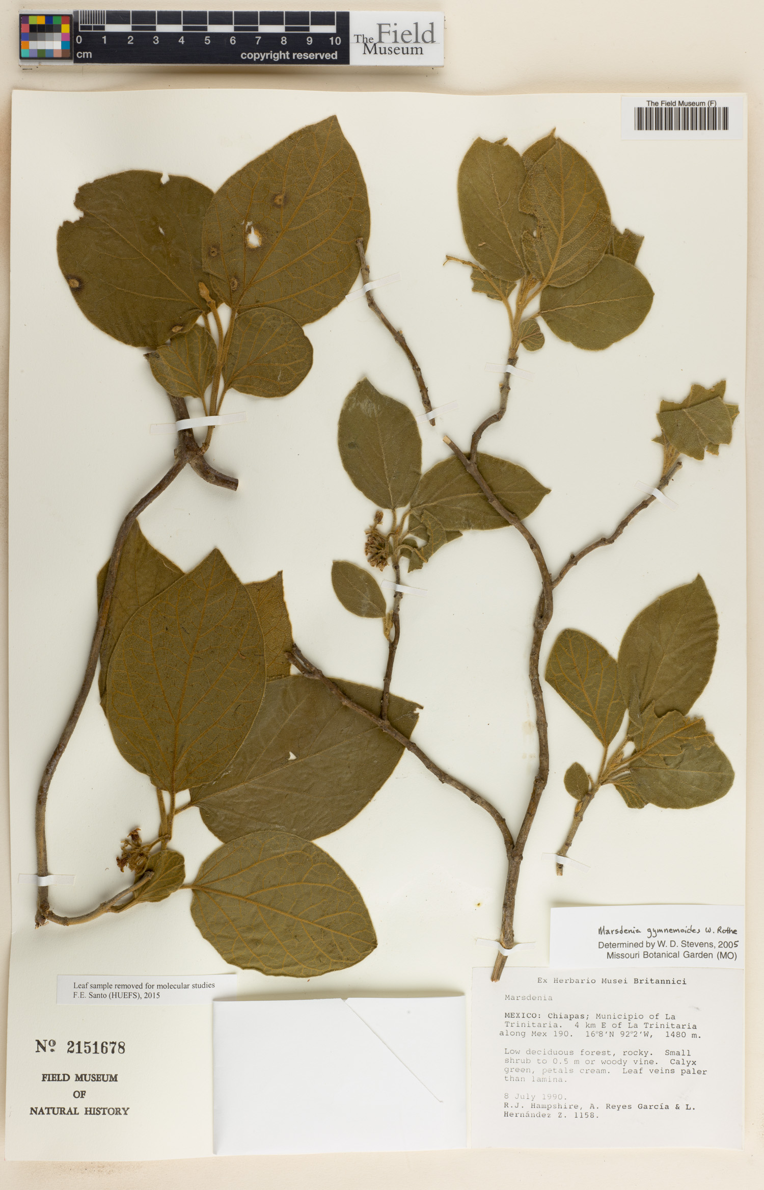 Marsdenia gymnemoides image