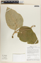 Ruehssia lanata image