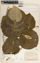 Ruehssia lanata image