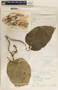 Ruehssia lanata image