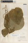 Ruehssia lanata image