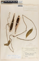 Marsdenia laxiflora image
