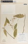 Marsdenia laxiflora image
