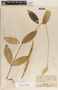 Marsdenia laxiflora image