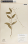 Marsdenia laxiflora image