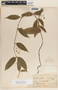 Marsdenia laxiflora image