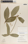 Marsdenia laxiflora image