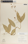 Marsdenia laxiflora image