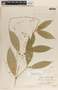 Marsdenia laxiflora image
