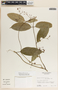 Marsdenia laxiflora image