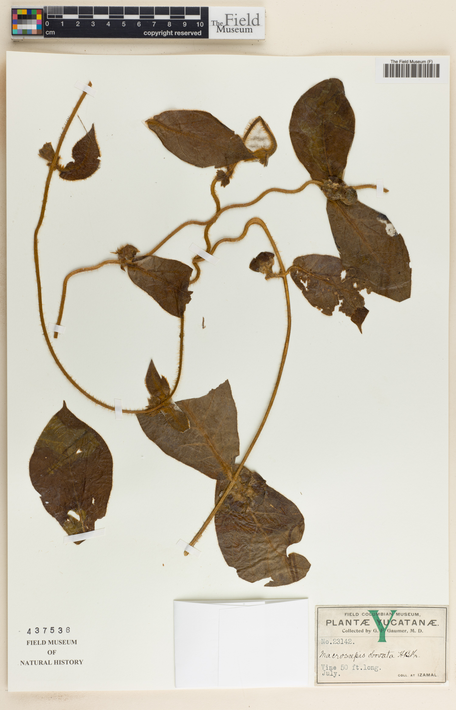 Macroscepis diademata image