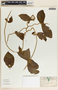 Macroscepis diademata image