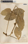 Marsdenia propinqua image