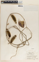 Marsdenia pringlei image