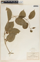 Marsdenia pringlei image