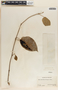 Marsdenia pringlei image