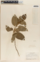 Marsdenia pringlei image