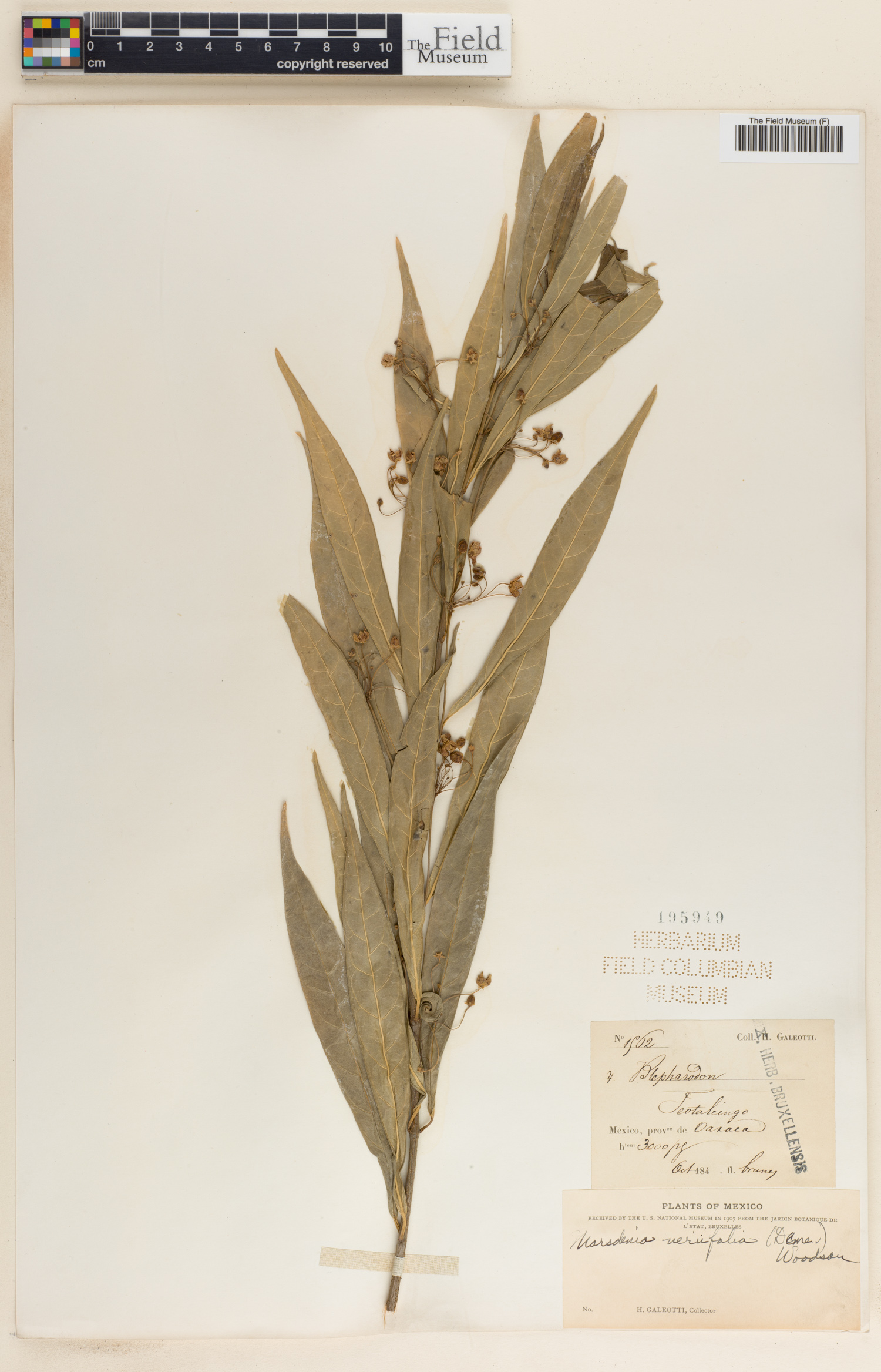 Blepharodon gomphocarpoides image