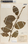 Ruehssia nicoyana image