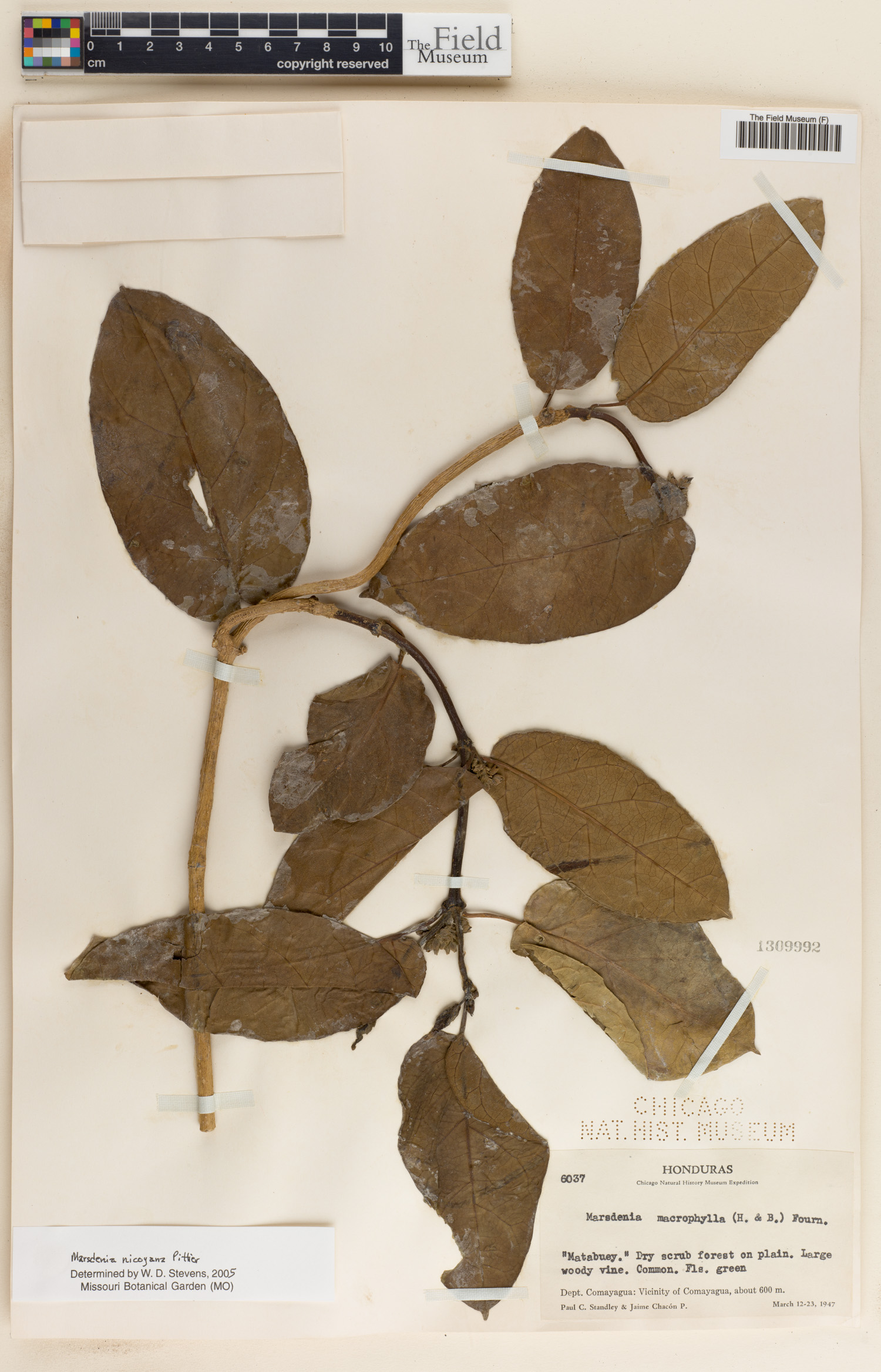 Ruehssia nicoyana image