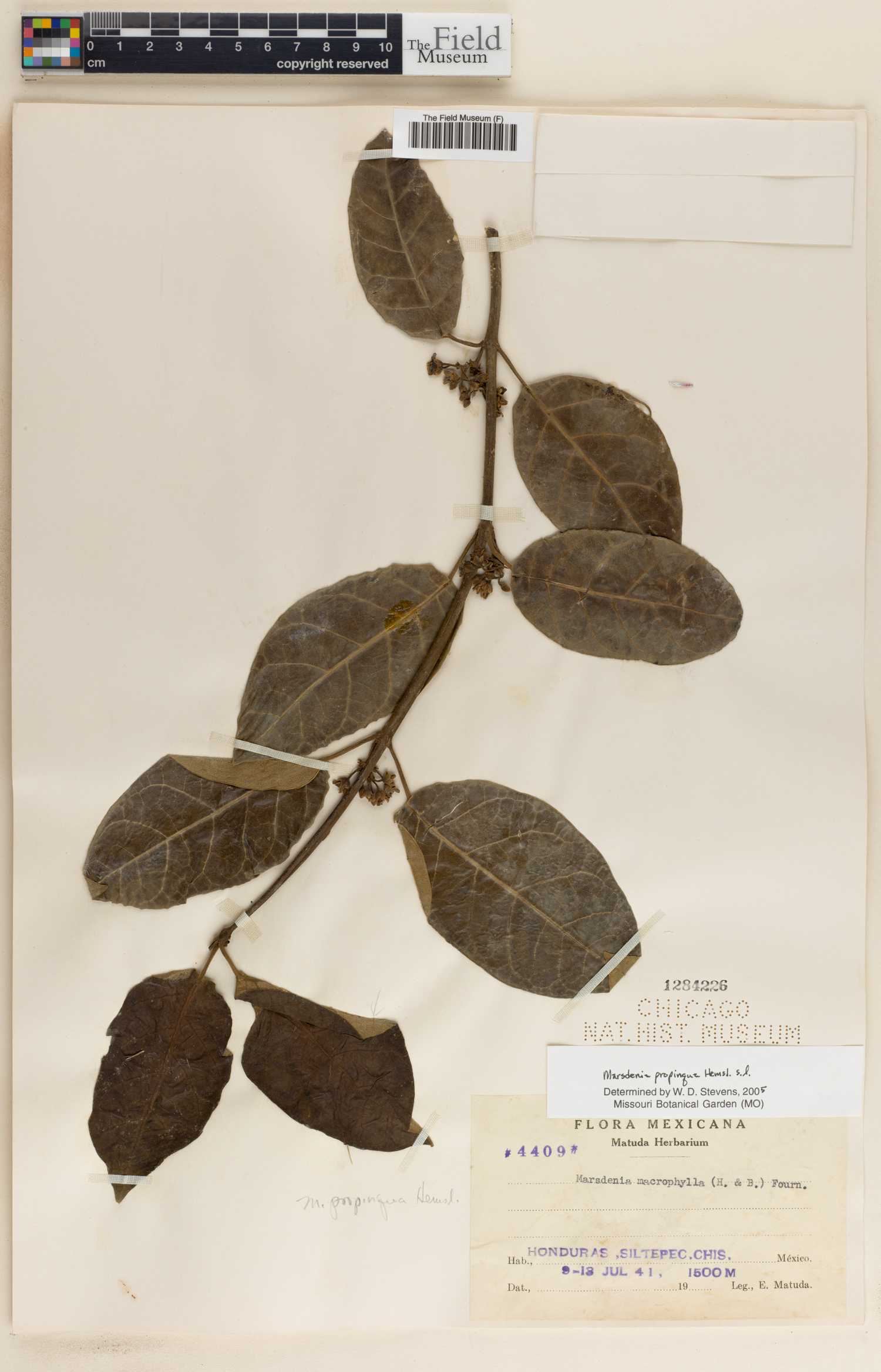 Marsdenia propinqua image