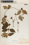 Marsdenia propinqua image