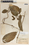 Marsdenia propinqua image