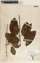 Marsdenia propinqua image