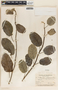 Marsdenia propinqua image
