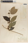 Marsdenia propinqua image