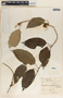 Marsdenia propinqua image