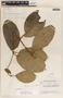 Marsdenia propinqua image