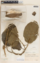 Marsdenia propinqua image