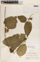 Marsdenia propinqua image