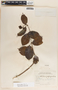 Marsdenia propinqua image