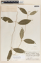 Ruehssia pseudoedulis image